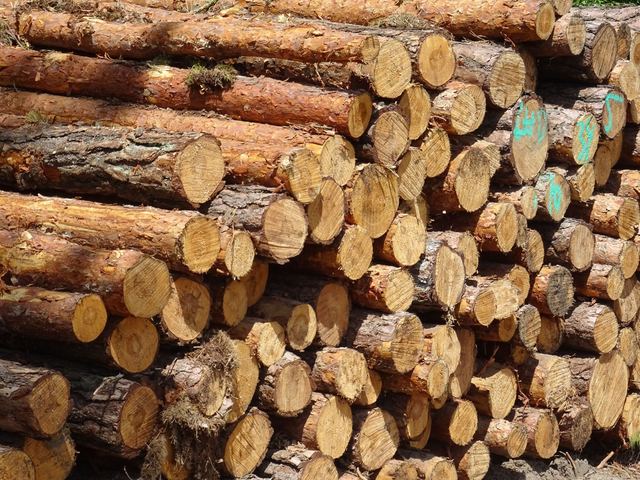 Votre bois a été livré humide alors qu'il était vendu sec : comment réagir Votre bois a été livré humide alors qu'il était vendu sec : comment réagir