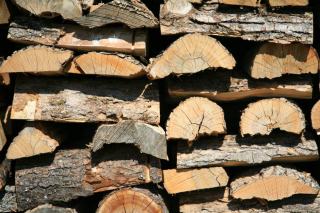 Chêne, hêtre ou charme : quelle essence brûle le mieux dans un poêle ?